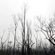 Dežja premalo, da bi požari v Avstraliji ugasnili