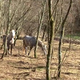 Konji privezani na drevesa, brez zavetja in primerne oskrbe, inšpektorji v tem ne vidijo težave