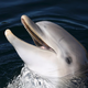 Japonska svari pred napadalnim delfinom, ki je ugriznil že več ljudi