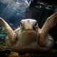 Napad morske želve na hrvaških plažah