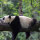 Populacija orjaških pand na Kitajskem se je znatno povečala