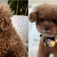 Katy Perry delila fotografiji psička pred obiskom pasjega frizerja in potem
