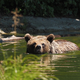 Slovenski medvedi iz kletk v avstrijsko zavetišče? 'Selitev bi bila stresna'