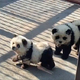 Lažna atrakcija v živalskem vrtu: pobarvane in postrižene pse predstavili kot pande