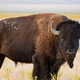 Pijan Američan brcnil bizona, poškodovanega moškega nato še aretirali
