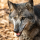 Volk samotar je z izbiro lovišča 'popolnoma spremenil razmere v gozdu'