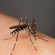 Tigrasti komar je v Evropi že domačin, zdaj se širi še ščitar