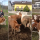 Kmet, ki so mu nezakonito odvzeli govedo, zahteva 35.000 evrov odškodnine