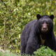 Prvič v zgodovini Kalifornije: črni medved napadel in ubil 71-letnico