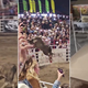 Incident med rodeo predstavo: bik preskočil ograjo, ranjene tri osebe
