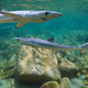 Dva morska psa pri Vodicah, v Jadranu prvič opazili tudi strupeno napihovalko
