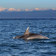'Babyboom' delfinov v našem morju