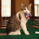 17-letni maček Larry iz Downing streeta dočakal novega šefa
