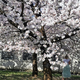 Japonske češnje že 22 let čarobno cvetijo sredi Ljubljane (popularna Instagram točka!)