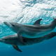 Nenavadno obnašanje delfinov v severnem Jadranu: "Ne približujte se jim, lahko poškodujejo ljudi"