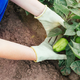 Svoje paprike zalivajte s tem in vaši pridelki se bodo podvojili: za to domače naravno gnojilo potrebujete le 3 stvari