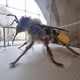 Čebela velikanka v Knežjem dvoru ozavešča o pomenu opraševanja