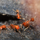 Evropo dosegla invazivna rdeča ognjena mravlja