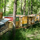 Na Dunaju zaživela spletna čebelarska borza
