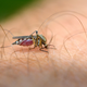 Opozorila pred porastom bolezni, ki jih širijo komarji
