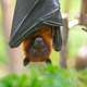 Koristi netopirjev v okolici vašega doma
