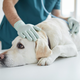 Zasuk želodca pri psu: Stanje, ki zahteva nujno veterinarsko pomoč