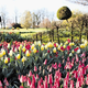 Arboretum: Tulipanom muhasta zima ustreza