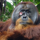 Nova dognanja znanstvenikov: orangutan si je z zdravilno rastlino sam pozdravil rano