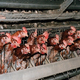 Zaščitniki živali vlado pozivajo k prepovedi reje kokoši in svinj v kletkah