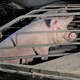 Bo Slovenija sledila pozivu zaščitnikov živali in bo matere svinje rešila iz kletk?