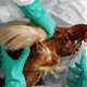 Pojasnjen prvi primer smrti okuženega s ptičjo gripo