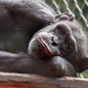 Živalski vrt: S šimpanzinjo Mojco sta bila prijatelja