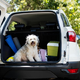 Prevoz malih živali v avtomobilih: Že manjši pes lahko postane živi izstrelek