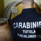 Pitbuli na steroidih: v Italiji odkrili mrežo nezakonitih pasjih bojev