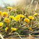 Zdravilna cvetlica z živo rumenimi cvetovi, ki spominjajo na regrat