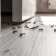 Trik, s katerim se boste na naraven način za vedno znebili mravelj
