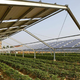 Agrovoltaika, drugič: gredo sončni paneli in hrana skupaj?