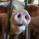 German Farmers Are Raising the Fewest Pigs Since Reunification