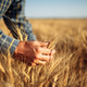 Pred žetvijo žita: pridelava pšenice se krči