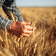Čalušićeva napovedala finančno pomoč pridelovalcem pšenice