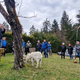 Obrezovanje sadnega drevja ob Prežihovi bajti (FOTO)