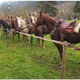 Na god svetega Štefana tudi na Koroškem tradicionalni blagoslovi konj ter soli