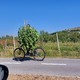 FOTO: Kar sredi belega dne na kolesu prevažal ogromno sadiko konoplje