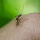 Tako se lahko zaščitite pred nadležnimi insekti