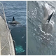 VIDEO: Mornar posnel grozljiv prizor napada kitov ubijalcev