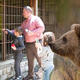 Marko, zadnji albanski 'medved iz gostilne', po 20 letih rešen ujetništva