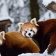 ZOO Ljubljana pod snežno odejo: nekatere živali prav uživajo (VIDEO)