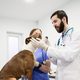 Veterinar izpostavil 4 najboljše pasme psov