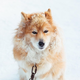 Koliko psov bo še eno mrzlo zimo trepetalo na verigah?