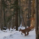 So v okolici Snežnika res ujeli to redko vrsto plenilca? (VIDEO)